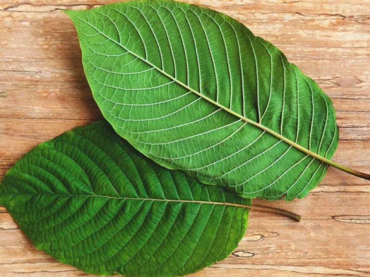 Call For Removal of Kratom, Cannabis From Drugs List